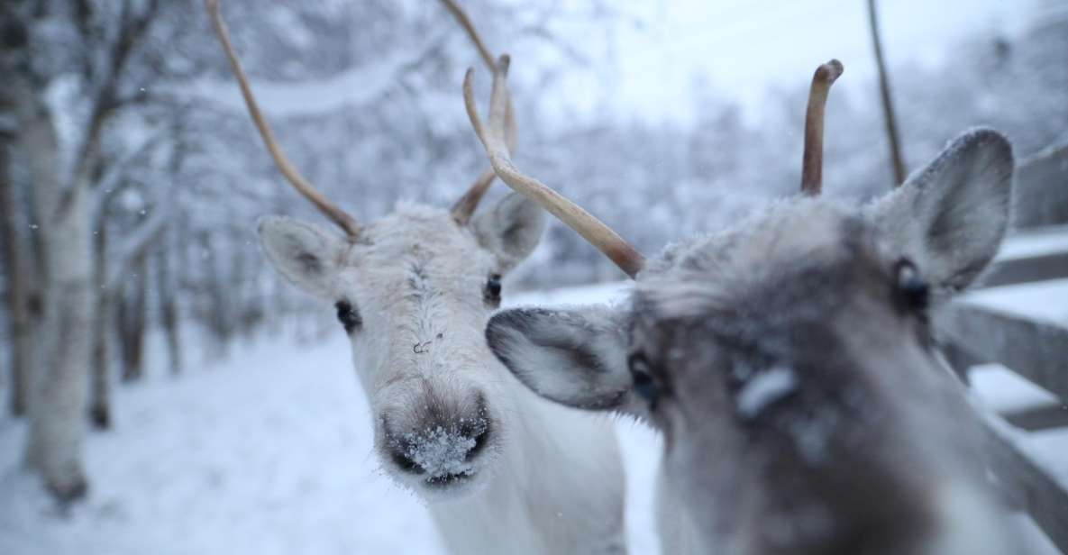 Rovaniemi: Santa Claus Village Tour & Reindeer & Husky Ride - Reindeer Sleigh Ride Experience