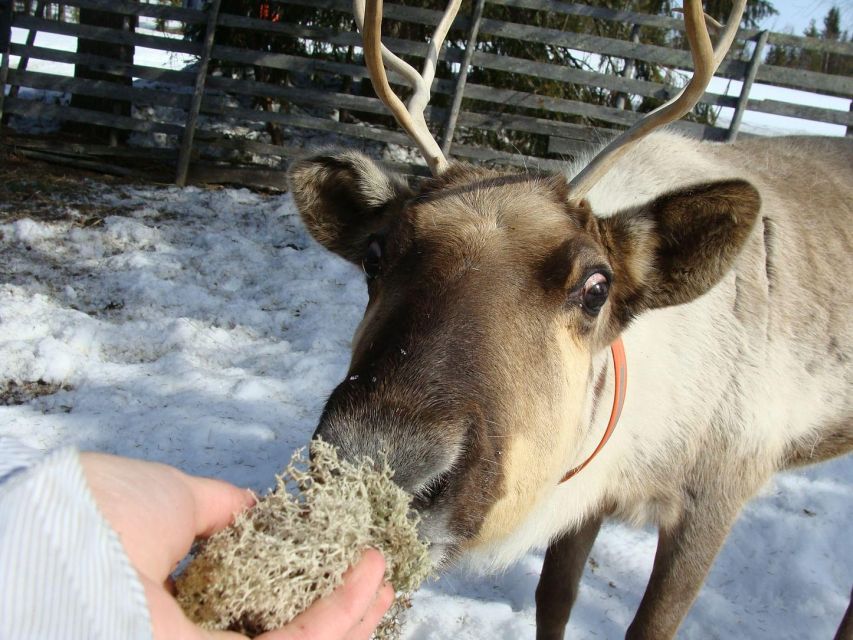 Rovaniemi: Traditional Reindeer Farm Visit & Sleigh Ride - Feeding the Reindeer