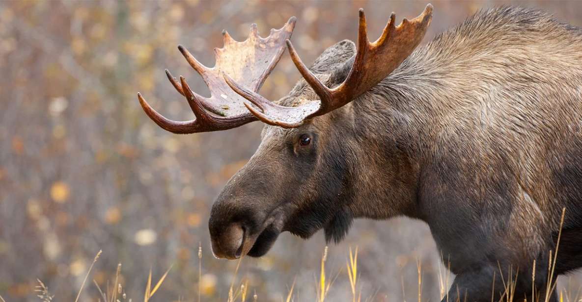 Rovaniemi: Wild Moose Safari - Safari Highlights