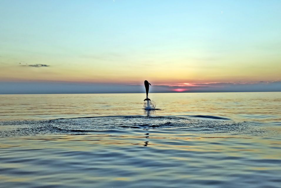 Rovinj: Dolphin Watching Sunset Speedboat Trip With Drinks - Activity Details