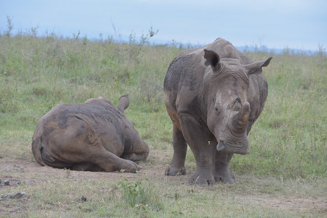 Safari in Nairobi Kenya National Park Half Day Tour - Inclusions and Exclusions