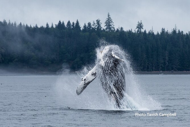 Salish Sea Whale Watching - Whale Watching Highlights