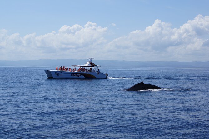 Samana, Waterfall El Limon, Bacardi Island, Whales Watching Group Excursion - Pickup and Start Time