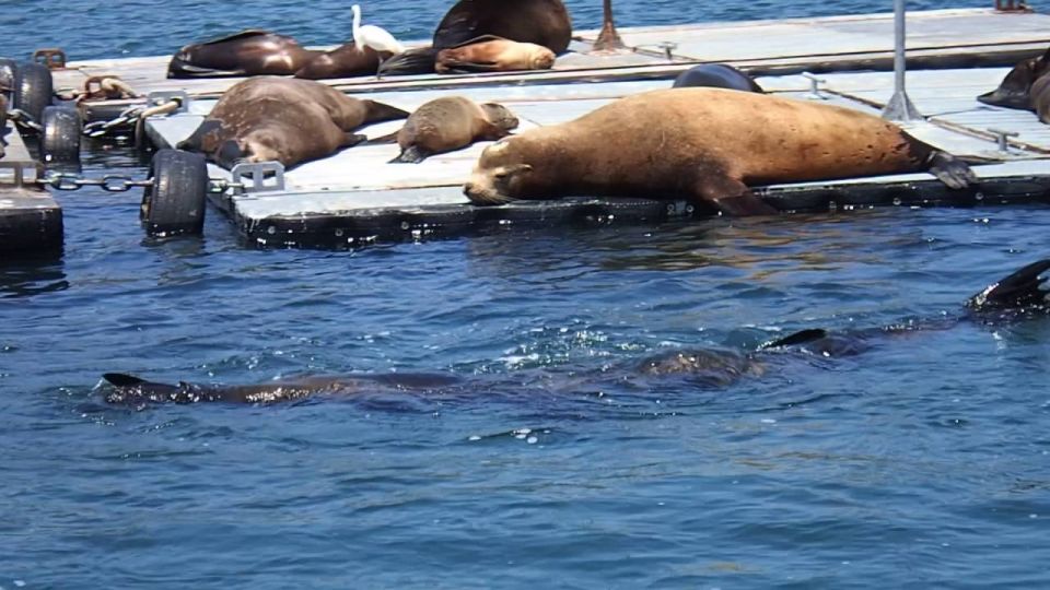 San Diego Bay Private Harbor Tour - Tour Details