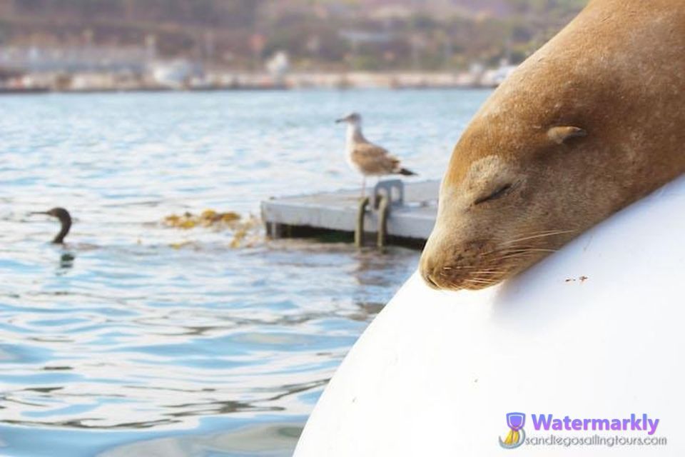 San Diego: Half-Day Marine Wildlife Tour With Lunch - Itinerary and Highlights