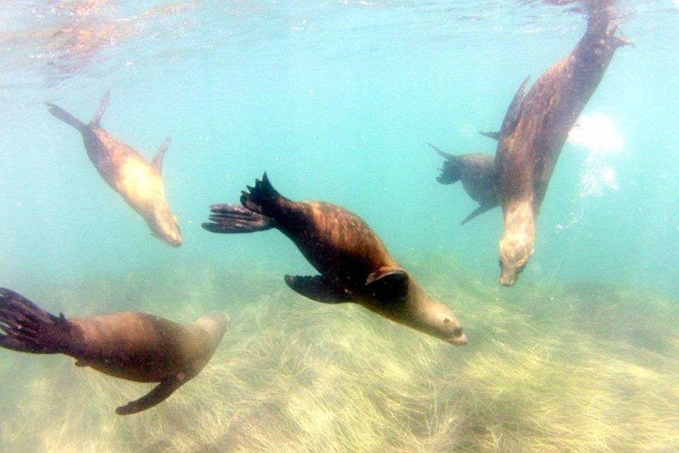 San Diego: La Jolla Cove Guided Snorkeling Tour - Activity Highlights