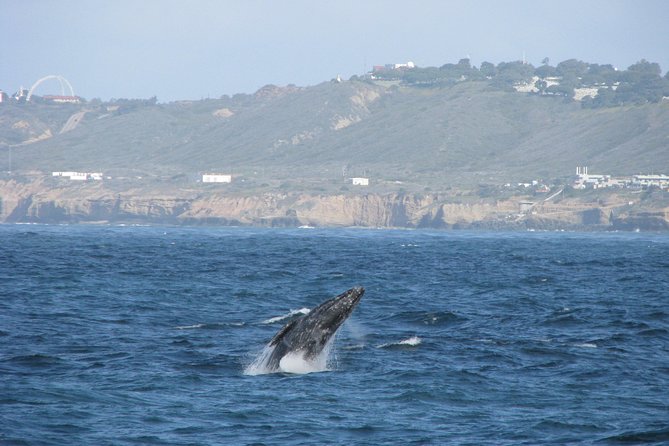 San Diego Whale Watching Cruise - Whale Behavior and Migration