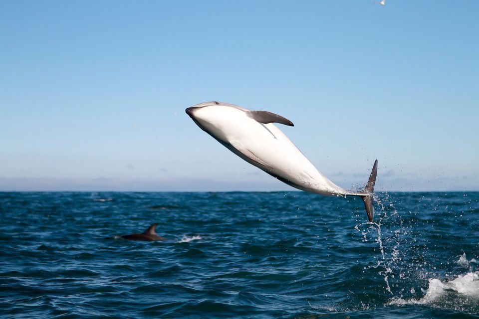 San Diego: Whale Watching Tour - Whale Migration and Experience