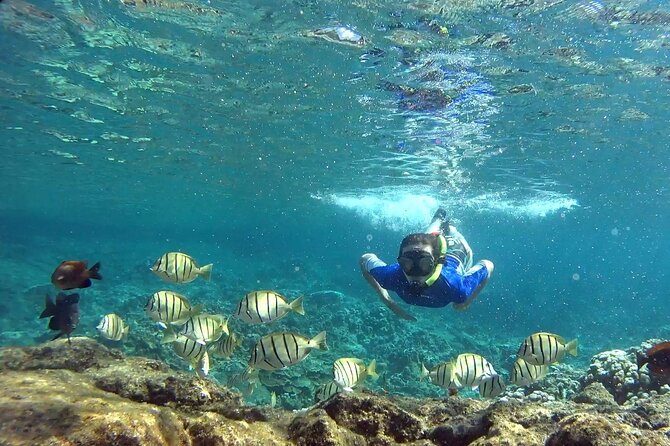 San Juan Guided Snorkeling Experience - With Transport 8am-3pm - Participant Experiences and Feedback