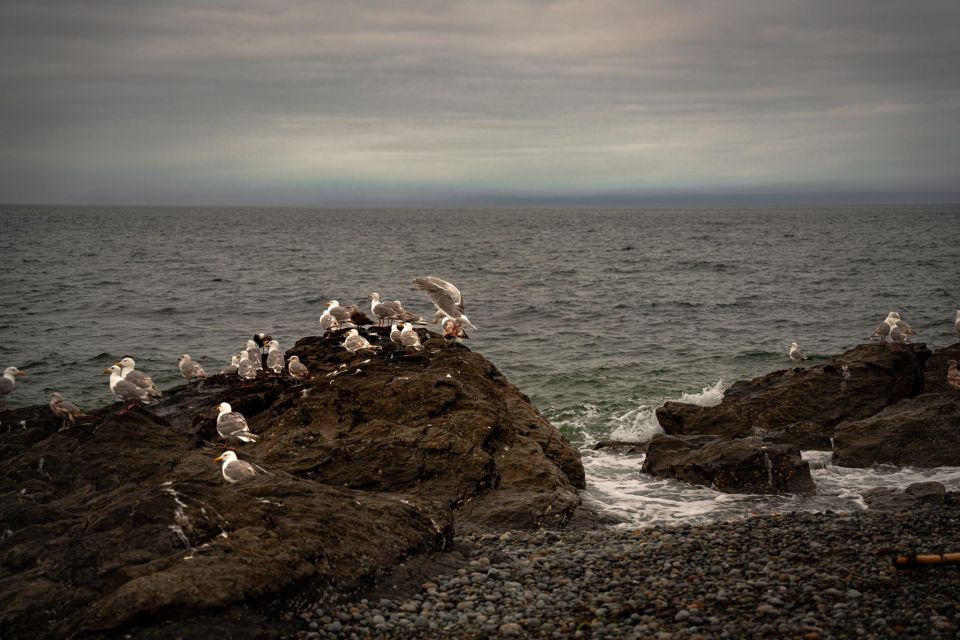 San Juan Island: 3-Hour Kayak Tour - Booking Information