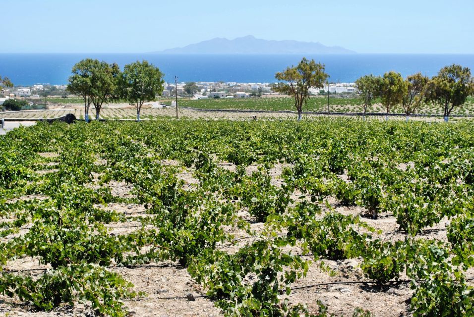 Santorini: Cooking Class With Wine Tasting - Experience Highlights