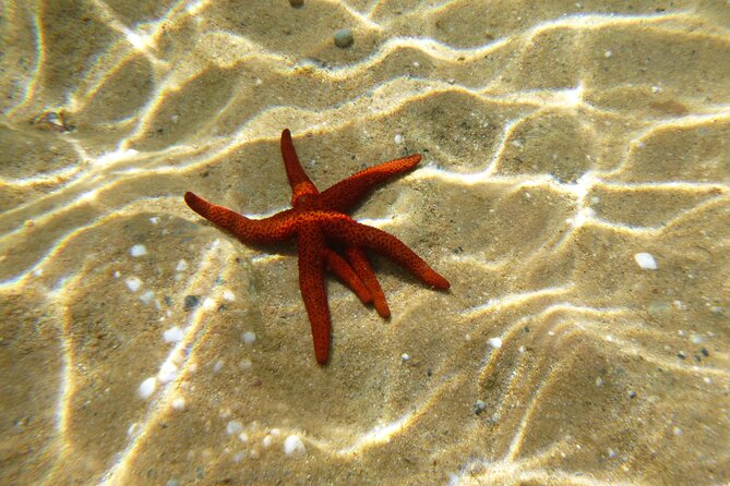 Sea Kayaking Mykonos Natural Beauty Beaches - Inclusions