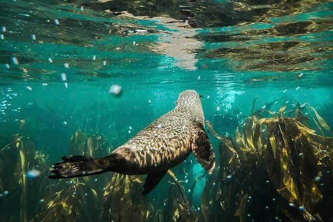 Seal Snorkeling Experience in Cape Town - Meeting and Pickup