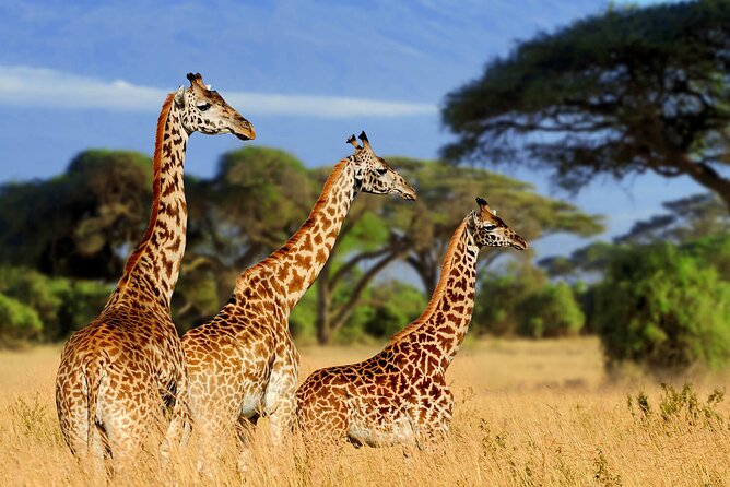 Serengeti 2-Day Safari From Mwanza - Wildlife Exploration in 4x4 Vehicle