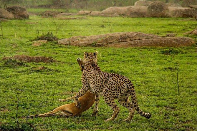 Serengeti & Ngorongoro 3 Days Fly Safari in From Zanzibar - Safari Itinerary