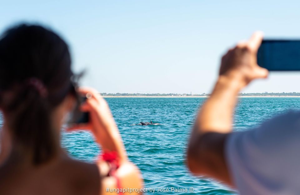 Setúbal: Dolphin Watching - Booking Information