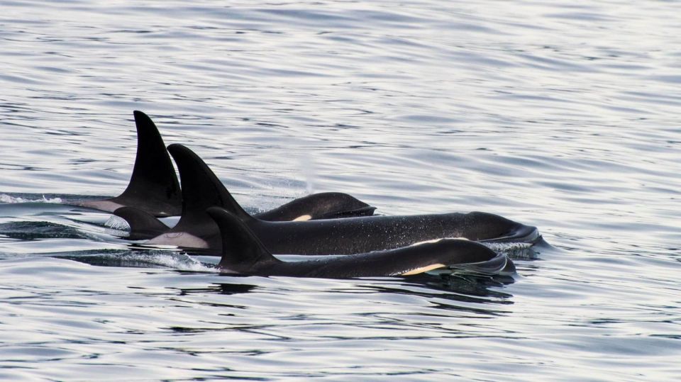 Seward: Resurrection Bay and the Kenai Fjords Orca Cruise - Marine Life Sightings