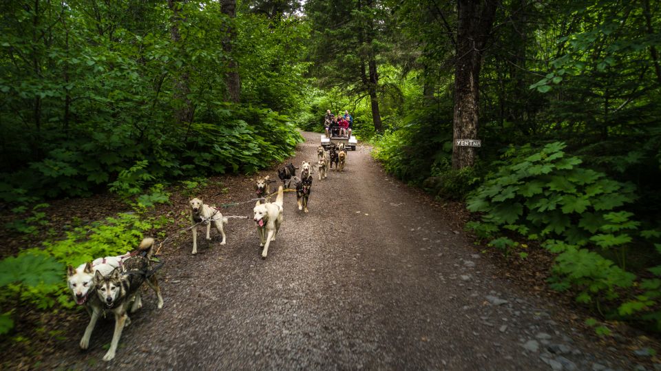 Seward: Summer Dog Sled Ride and Seavey Estate Tour - Experience Highlights