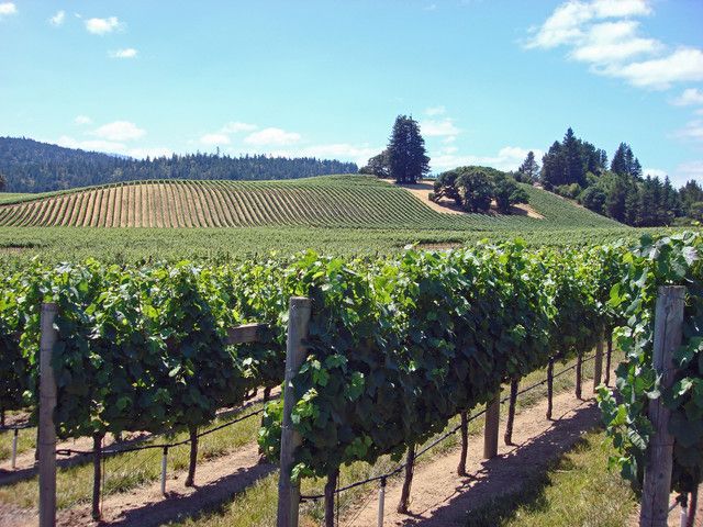 SF: 1-Day Hop-on Hop-off Tour & Napa/Sonoma Wine Tour - Discover Napa or Sonoma Wineries