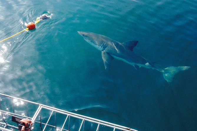 Shark Cage Diving Viewing Only - Whats Included in the Tour