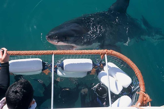 Shark Cage Diving & Viewing Tours in Gansbaai - Meeting and Pickup Details