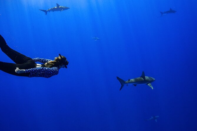 Shark Tour Dive With Sharks in Hawaii With One Ocean Diving - Experience Highlights