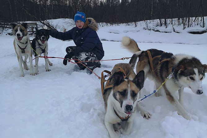 Sled Trip With Husky in the Alta Valley - Meeting the Friendly Huskies