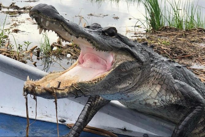 Small-Group Airboat Swamp Tour With Downtown New Orleans Pickup - Experience Highlights