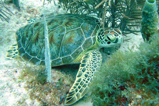 Small-Group Aruba Scuba Diving for Non-Certified Divers - Included in the Package