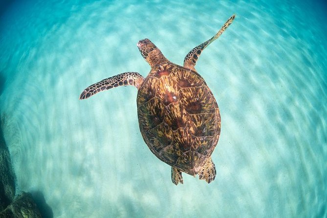 Small Group Grand Circle Island Tour Includes FREE Snorkeling With the Turtles - Inclusions and Logistics