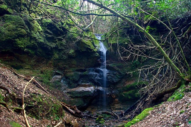 Small Group Guided Hiking in Anaga Rural Park in Tenerife - Personalized Small-Group Experience