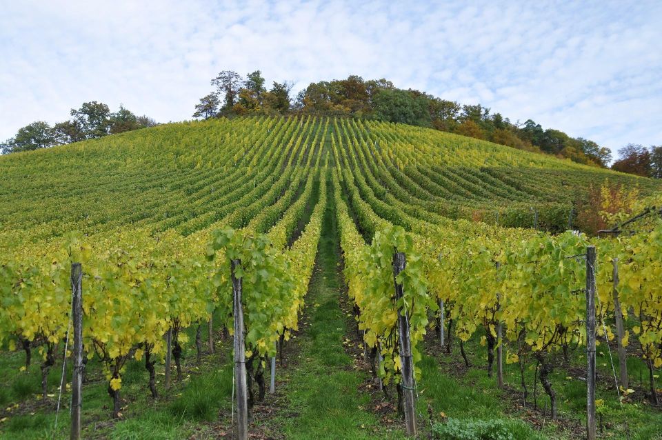 Small Group Guided Tour Champagne by Van Meet Local Producer - Highlights of the Tour