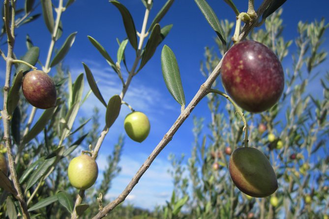 Small-Group Half-Day Languedoc Wine and Olive Tour From Montpellier - Winemaking Techniques