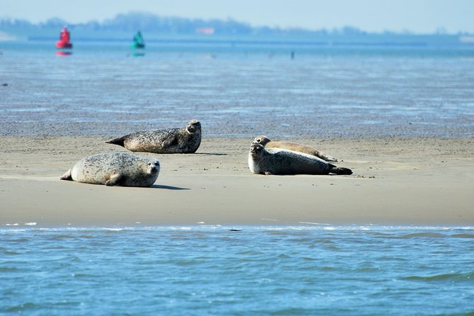 Small Group Half Day Seal Safari at UNESCO Site Waddensea From Amsterdam - Seal Safari on the Waddensea