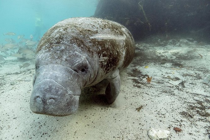 Small Group Manatee Tour With In-Water Divemaster/Photographer - Guided Experiences