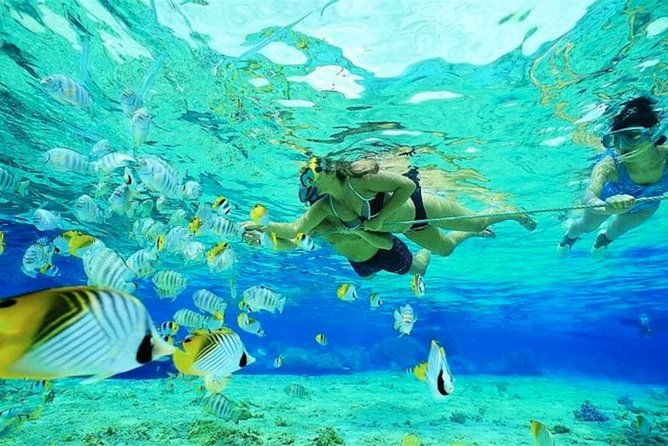 Small Group Snorkeling, Sharks & Rays Encounter At Punta Cana - Coral and Marine Life