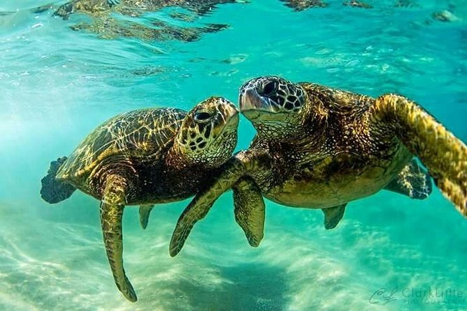 Snorkel/Swim With the Turtles Experience - Customer Experiences