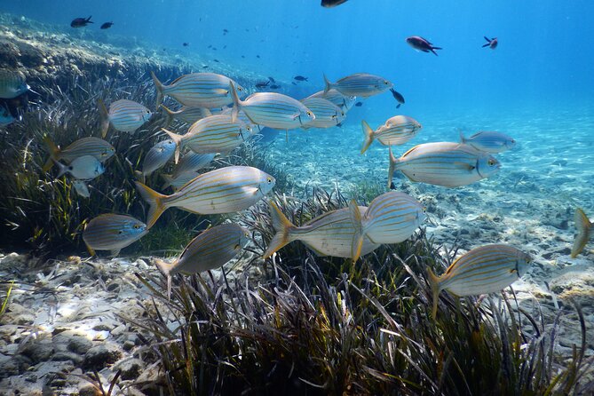 Snorkeling Adventure Trip - Witnessing Diverse Marine Life