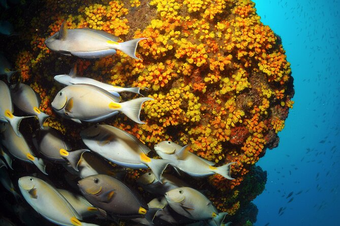 Snorkeling Experience in Santa Maria Bay by Boat - Equipment and Pickup Information