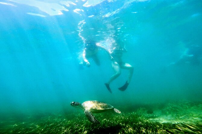 Snorkeling W/ Manatees & Turtles in San Juan! (Free Rum) - Diverse Marine Sanctuary Exploration