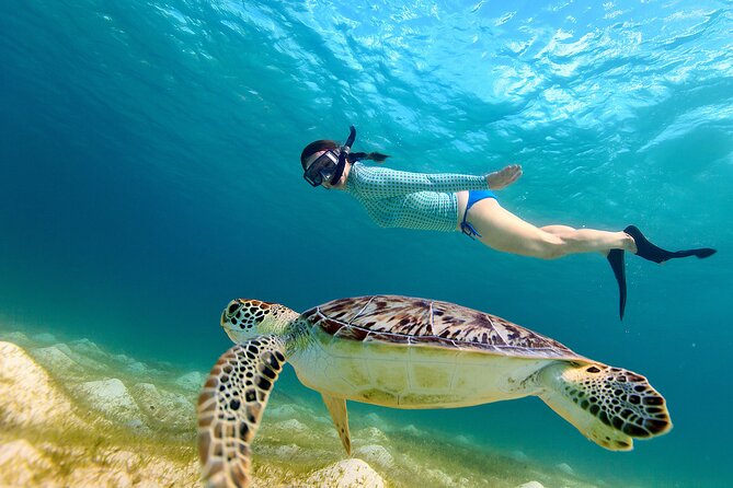 Snorkeling With Turtles in Fujairah With BBQ Lunch - BBQ Lunch Included