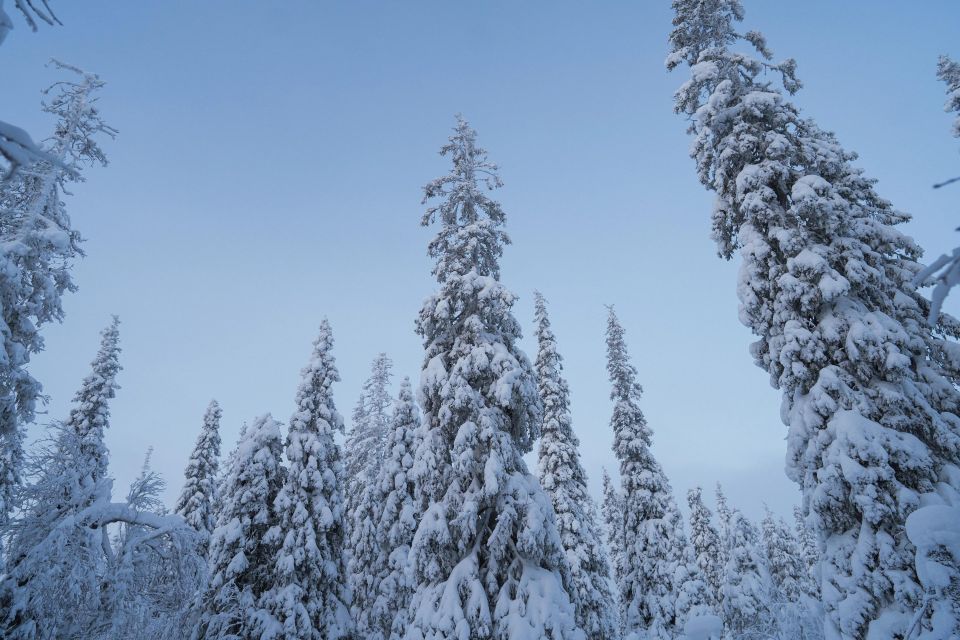 Snowshoeing in the Frozen Forest - Pricing and Availability