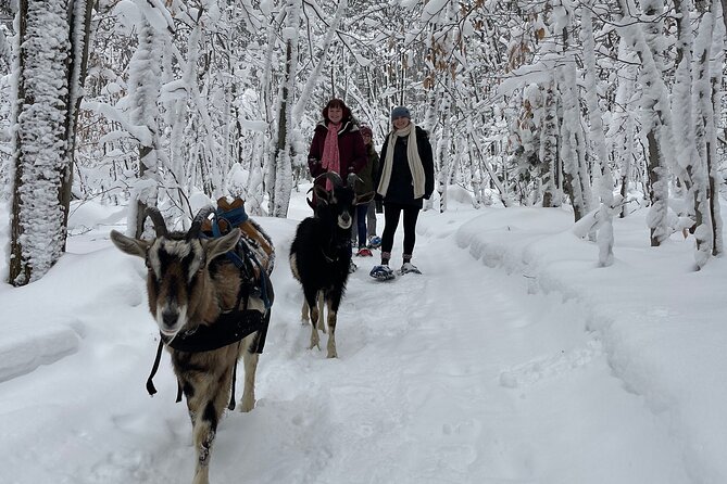 Snowshoeing With Mountain Goats Private Activity - Meeting Point and Location