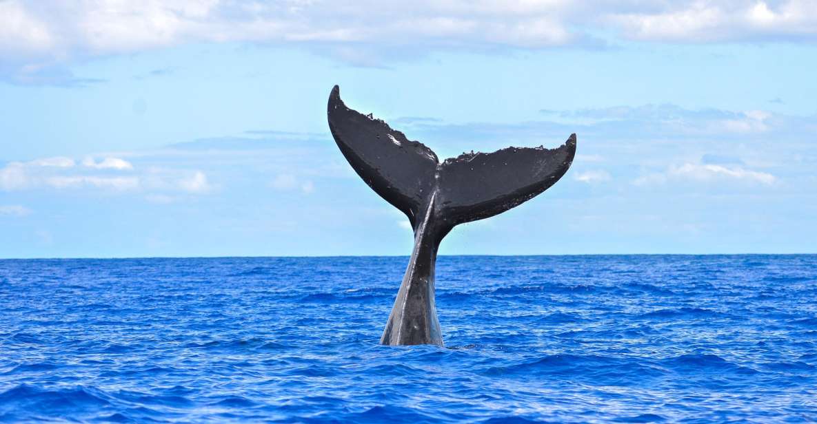 South Maui: Whale Watching Cruise Aboard Calypso - Experience and Itinerary