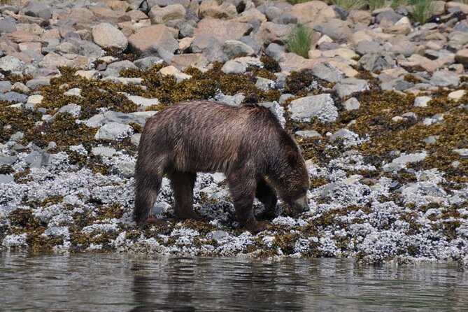 Spring Bear and Waterfall Tour - Meeting and Pickup