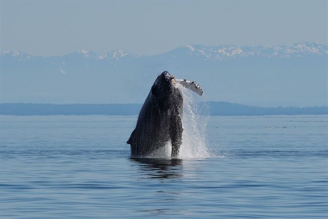 Spring Bears and Whales in Campbell River Tour - Tour Details