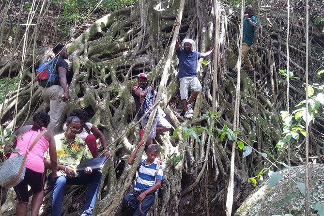 St Kitts Half-Day Rainforest Tour - Spotting Wildlife