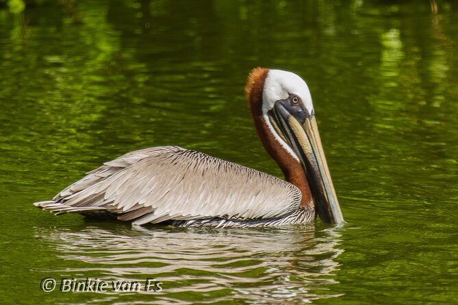 St.Martin - St.Maarten: Small Group, Birding Tour / Bird Watching Tour - Cruise Ship Guests