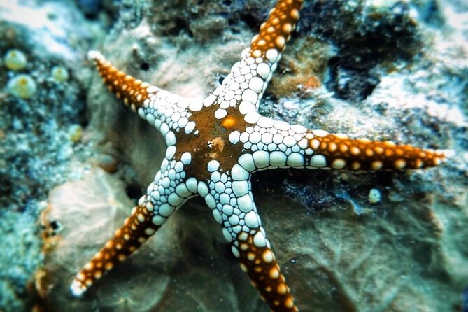 Starfish Adventure; Blue Lagoon Snorkeling; The Rock; Paje Beach; Jozani Forest - Accessibility and Participation