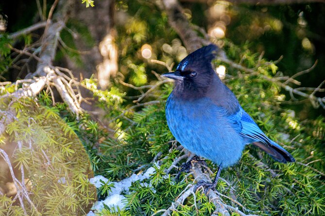 Stawamus Chief Hike & Photography - Meeting Point and Pickup